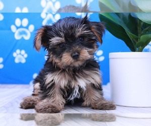 Yorkshire Terrier Puppy for sale in MARIETTA, GA, USA