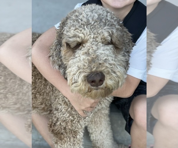 Medium Photo #1 Goldendoodle-Poodle (Standard) Mix Puppy For Sale in ROY, UT, USA