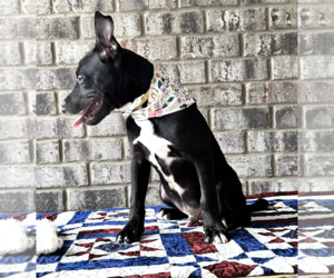 Nibs - Male Bulldog-Catahoula Leopard Dog Mix Dog for Adoption - Photo #2