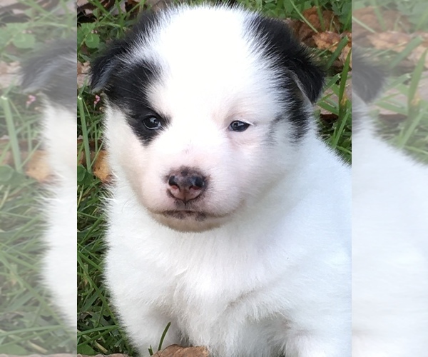 Medium Photo #23 Pomsky Puppy For Sale in BAXTER, TN, USA