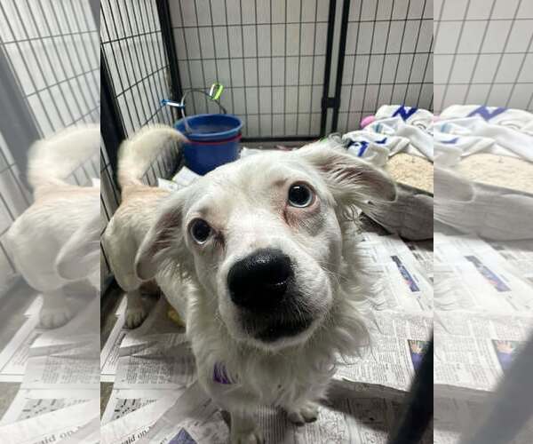 Medium Photo #1 Australian Shepherd-Chihuahua Mix Puppy For Sale in Mukwonago, WI, USA