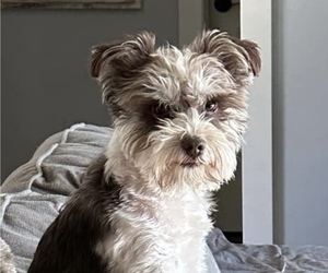 Father of the Schnauzer (Miniature) puppies born on 11/28/2025