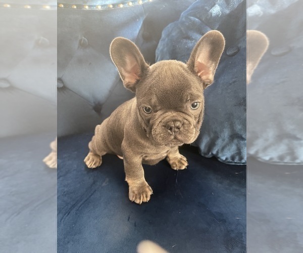 Medium Photo #5 French Bulldog Puppy For Sale in SOUTHLAKE, TX, USA