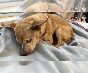 Medium Chihuahua Mix