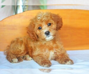 Cavapoo Puppy for sale in DENVER, PA, USA