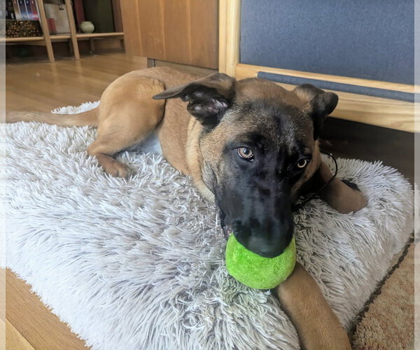 Medium Photo #15 German Shepherd Dog-Unknown Mix Puppy For Sale in Sebec, ME, USA