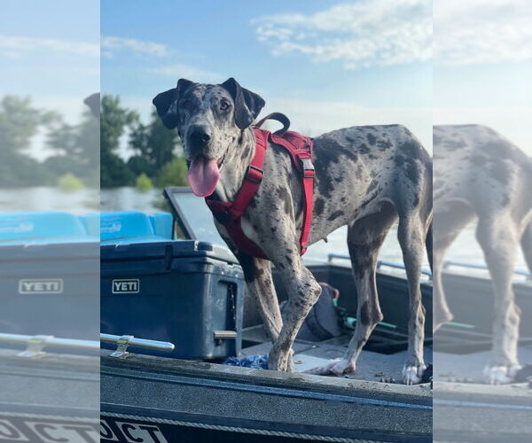 Medium Photo #3 Great Dane Puppy For Sale in Bullard, TX, USA
