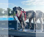 Small #2 Great Dane