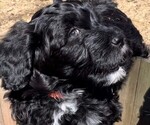 Small Photo #3 Portuguese Water Dog Puppy For Sale in WOODSTOCK, GA, USA