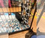 Small #2 Chihuahua
