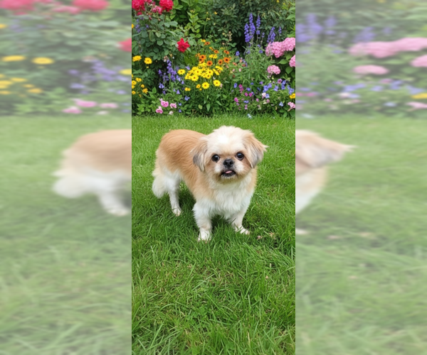 Medium Photo #3 Shih Tzu Puppy For Sale in Weston, FL, USA