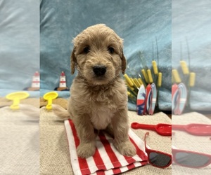 Cavapoo Puppy for sale in DUNCAN, NC, USA