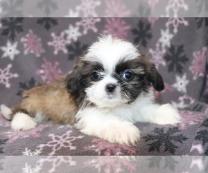 Shih Tzu Puppy for sale in SHILOH, OH, USA