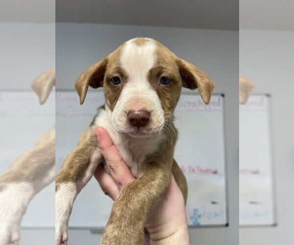 Medium Photo #1 Mutt Puppy For Sale in Bolivar, MO, USA