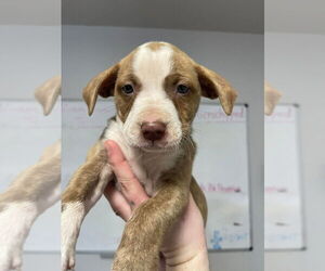 Mutt Dogs for adoption in Bolivar, MO, USA