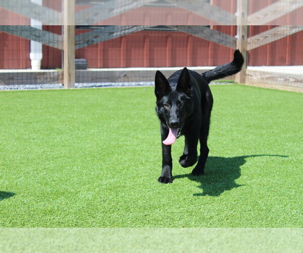 Medium Photo #3 German Shepherd Dog-Unknown Mix Puppy For Sale in Chestertown, MD, USA