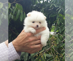 Small Photo #2 Pomeranian Puppy For Sale in WEST PALM BEACH, FL, USA