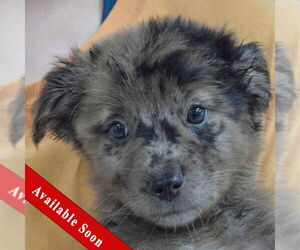 Australian Shepherd-Unknown Mix Dogs for adoption in Huntley, IL, USA