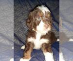 Small Photo #14 Aussie-Poo-Aussiedoodle Mix Puppy For Sale in ANNISTON, AL, USA