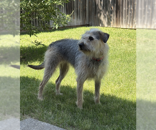 Medium Photo #2 Mutt Puppy For Sale in McKinney, TX, USA