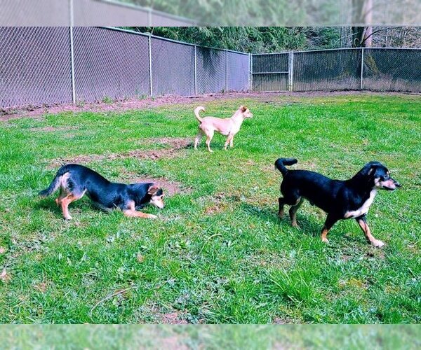 Medium Photo #11 Chilier Puppy For Sale in Arlington, WA, USA