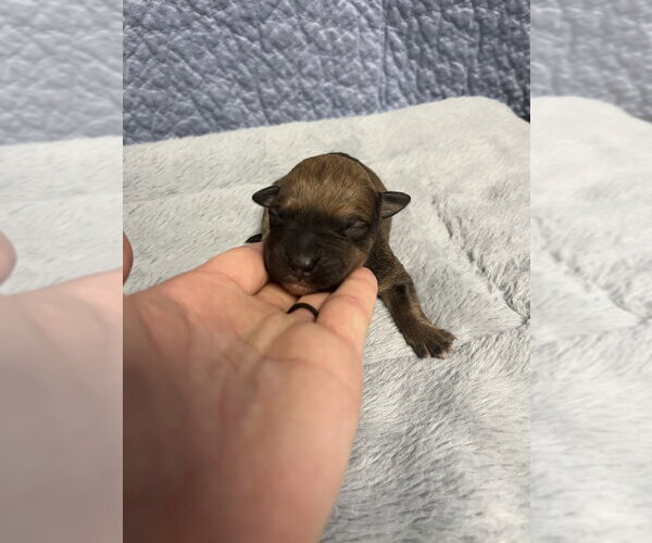 Medium Photo #4 Holland Shepherd-Unknown Mix Puppy For Sale in Imlay City, MI, USA
