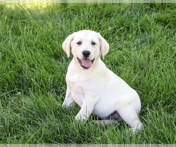 Medium Photo #6 Labrador Retriever Puppy For Sale in SYRACUSE, IN, USA