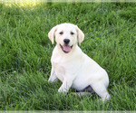Rodney - Male Labrador Retriever Puppy for Sale - Photo #6