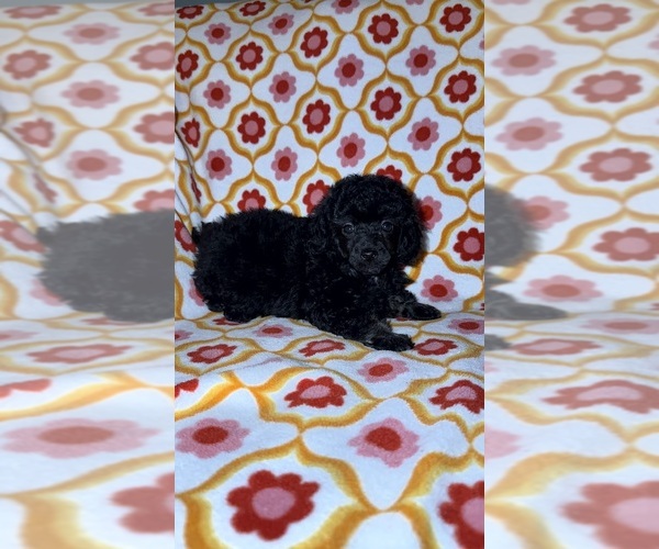 Medium Photo #8 Poodle (Toy) Puppy For Sale in DETROIT, MI, USA