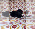 Litter of 3 - Female Poodle (Toy)Litter of Puppies for Sale - Photo #8