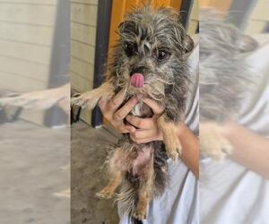 Chihuahua-Unknown Mix Dogs for adoption in San Antonio, TX, USA