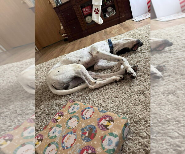 Medium Photo #3 Great Dane-Pointer Mix Puppy For Sale in Bullard, TX, USA