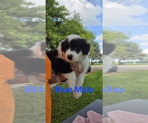 Medium English Shepherd