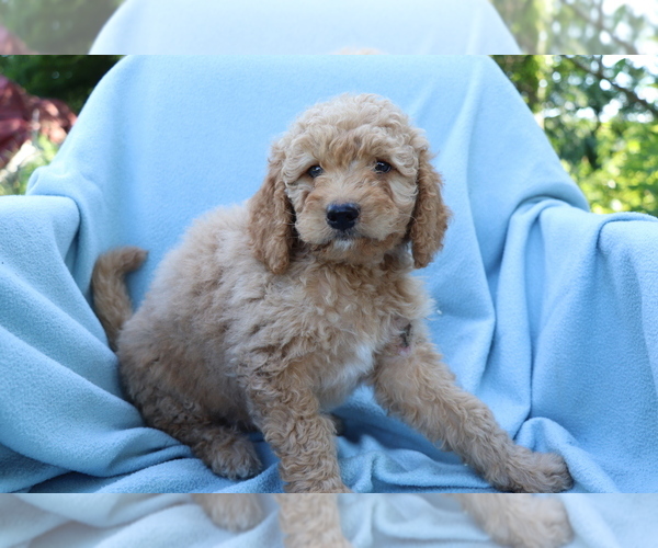 Medium Photo #1 Goldendoodle (Miniature) Puppy For Sale in SHILOH, OH, USA