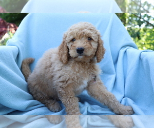 Goldendoodle (Miniature) Puppy for sale in SHILOH, OH, USA