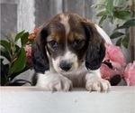 Small #2 Dachshund