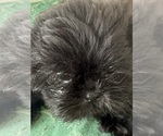 Image preview for Ad Listing. Nickname: SASSY