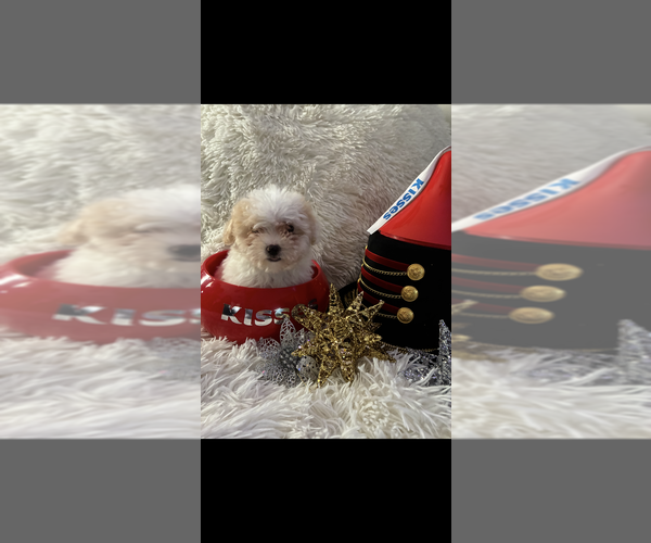 Medium Photo #9 Maltese-Poodle (Toy) Mix Puppy For Sale in AUGUSTA, GA, USA