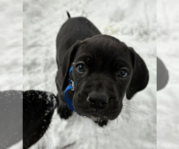 Medium Photo #6 Boweimar Puppy For Sale in Brewster, NY, USA