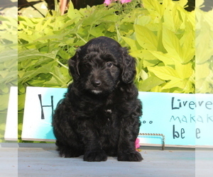 Aussiedoodle Miniature  Puppy for sale in HOLTWOOD, PA, USA