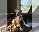 Small Beagle-Pointer Mix