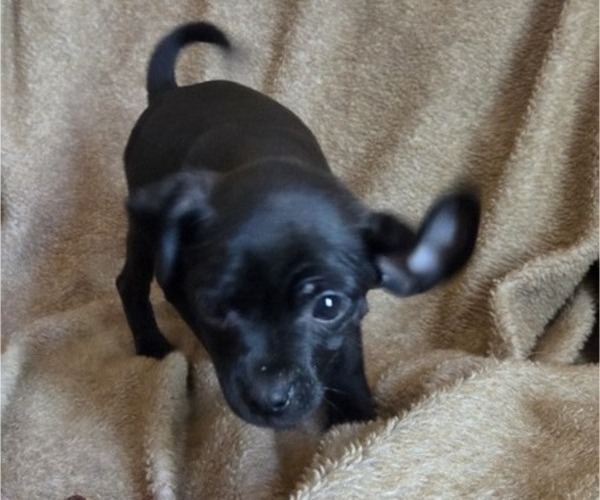 Medium Photo #4 Chug Puppy For Sale in HILLSDALE, MI, USA