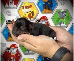 Yorkshire Terrier Puppy for sale in WINNSBORO, LA, USA
