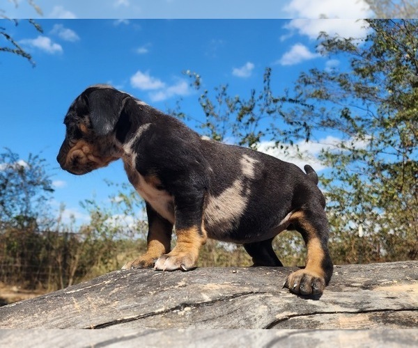 Medium Photo #8 Catahoula Leopard Dog Puppy For Sale in CUMBY, TX, USA