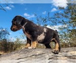 Small #7 Catahoula Leopard Dog