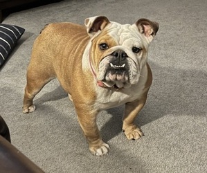 Mother of the Bulldog puppies born on 06/08/2025