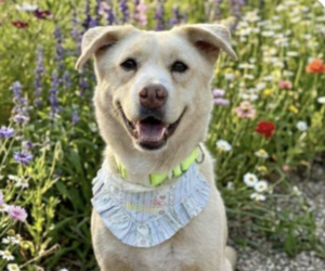 Mutt Dogs for adoption in San Ramon, CA, USA