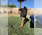 Small #2 German Shepherd Dog Mix