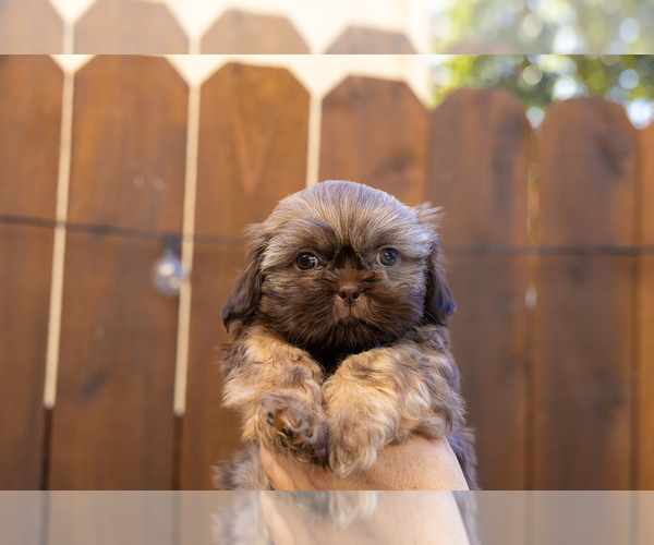 Medium Photo #6 Shih Tzu Puppy For Sale in OAKLEY, CA, USA