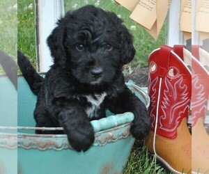 Bernedoodle Puppy for sale in GREENCASTLE, PA, USA